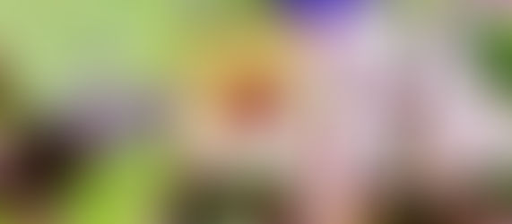 写真でお裾分け(^^)/