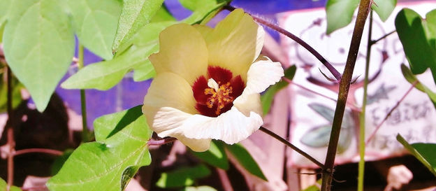 写真でお裾分け(^^)/