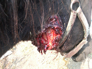 Initial Horse Neck Wound from Cougar Attack