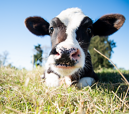 Close-up of a cow calf.