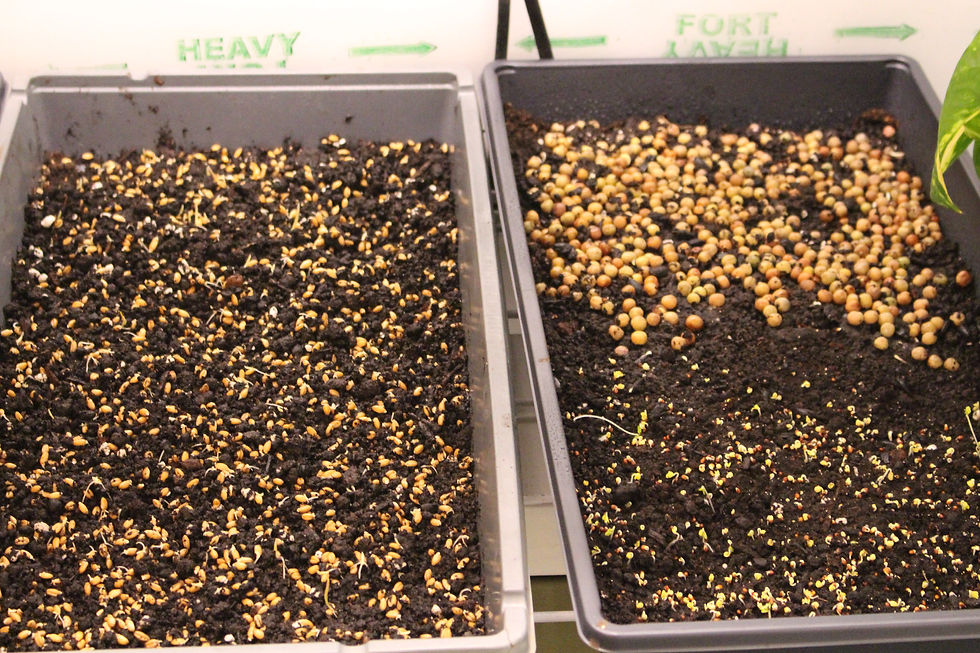 Peas, sprouts organic seeds indoor agriculture, DIY LED container gardening worm bin red wrigglers
