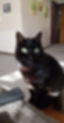 Kora