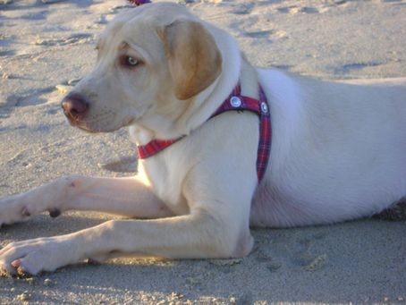 Casal separado deve compartilhar guarda de cachorro