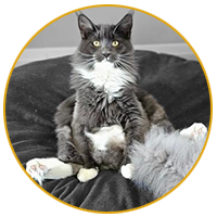 Beautiful Grey and White Maine Coon from MyFairyTail Maine Coons Ontario