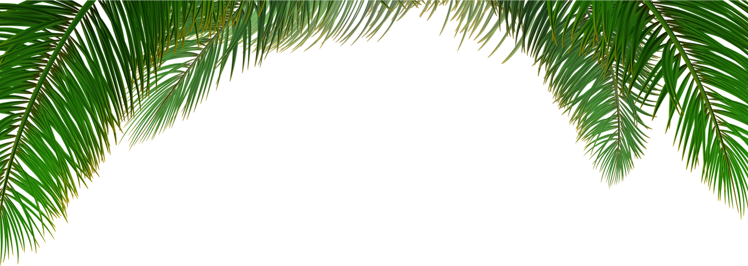 80-809498_clip-art-transparent-download-arecaceae-tree-euclidean-palm.png