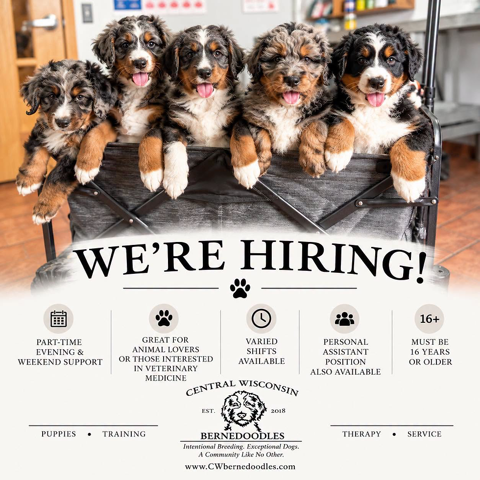 Central Wisconsin Bernedoodles hiring announcement featuring five tricolor Bernedoodle puppies and details about part-time support and personal assistant positions.