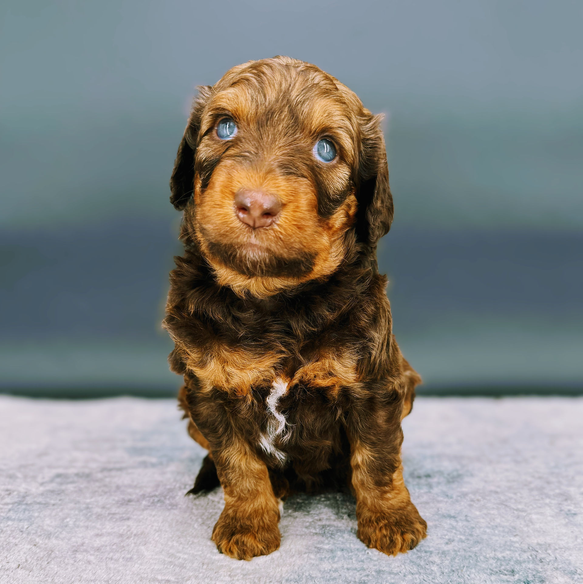 aussiedoodle puppies for sale
