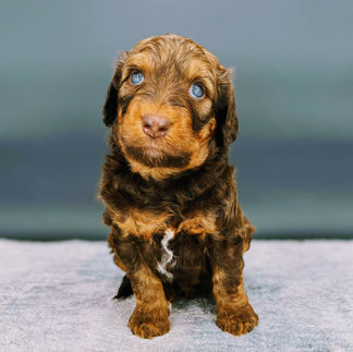 aussiedoodle puppies for sale