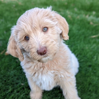 Aussiedoodle puppy cream and white
