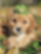Apricot Cavapoo puppy with a wavy low-shedding coat, family-raised Cavapoo puppy for sale in Wisconsin known for its affectionate temperament, intelligence, and companion-friendly personality.