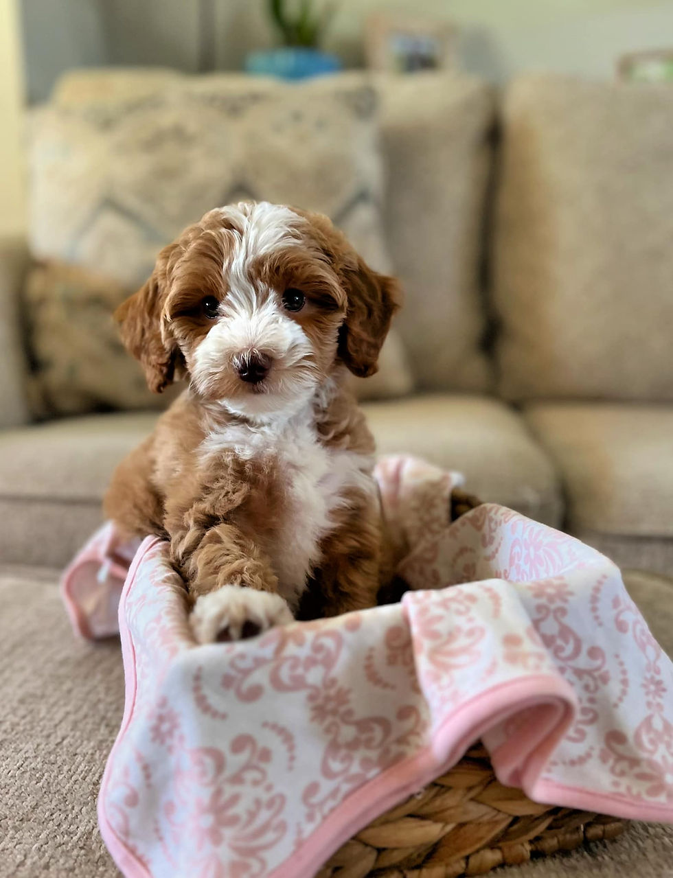 Home-raised Goldendoodle puppy relaxing indoors in a family environment at a North Carolina ethical doodle breeder