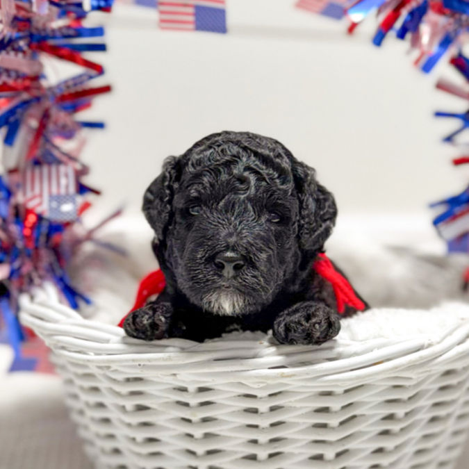 black micro mini multigenerational multigen bernedoodle puppy
