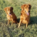 two red golden retrievers with orange yellow eyes sitting side by side outside in the grass panting with tongue out