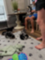 Families interacting with merle Bernedoodle puppies during early socialization, exposing puppies to new people, sights, sounds, and experiences