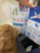 Goldendoodle puppy calmly riding on an airplane, demonstrating the adaptable temperament and travel-friendly nature of well-socialized doodle puppies