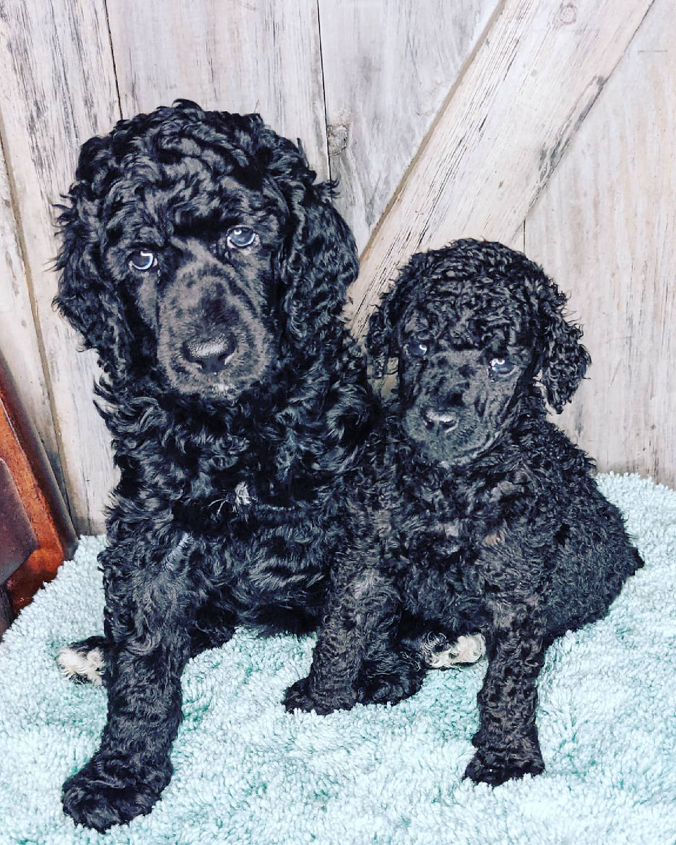 poodle puppy runt tiny small miniature toy standard black female renal dysplasia kidney failure