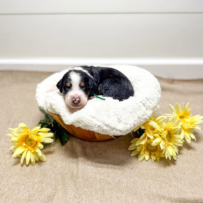 Small Standard Ultra Bernedoodle Puppy