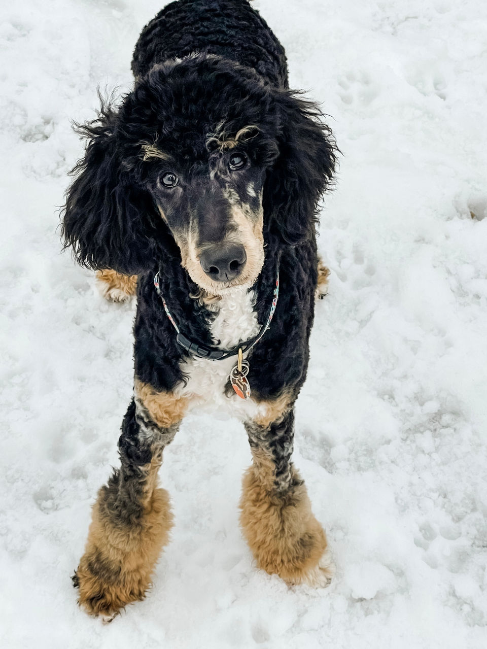 Small Standard Poodle, Merle Abstract
