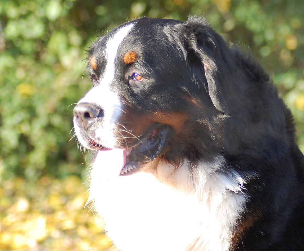 a large bernese mountain dog face