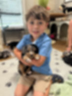 Young child holding a merle Bernedoodle puppy during early socialization in a family-raised puppy program designed to build confidence and companionship