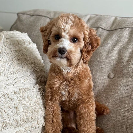 micro mini multigenerational bernedoodle