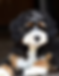 Mini Bernedoodle puppy with a tricolor wavy coat, family-raised Mini Bernedoodle for sale in Wisconsin featuring a teddy bear appearance, low-shedding coat, and affectionate temperament.