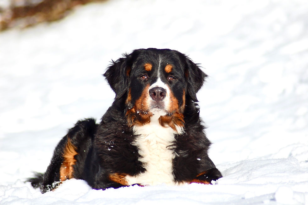 Adult Bernese Mountain Dog with a traditional tricolor coat, health-tested European-line Bernese Mountain Dog from Wisconsin known for exceptional temperament, structure, and genetic diversity.