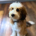 sable bernedoodle female