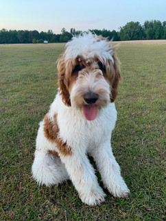 Dixie