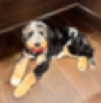 merle bernedoodle stud