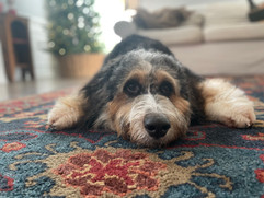 Penelope