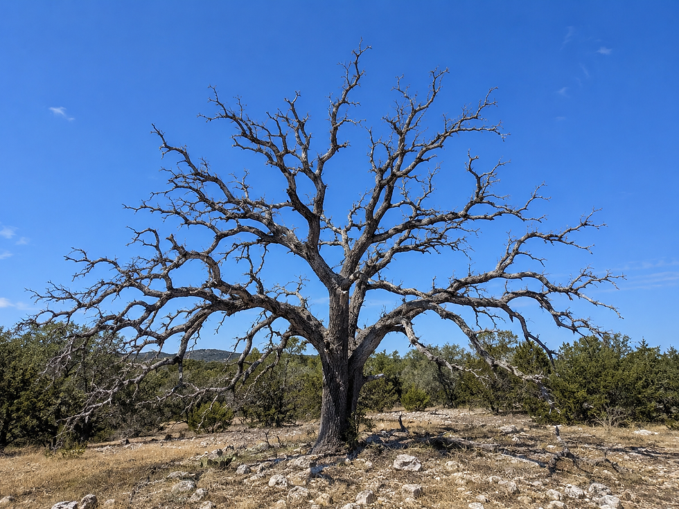 Leafless dead tree with sprawling bare branches stands on rocky ground under a bright blue sky in a dry, quiet landscape.