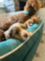 Goldendoodle mother relaxing with her puppies in a puppy nursery, providing early nurturing, socialization, and developmental support for confident family companions