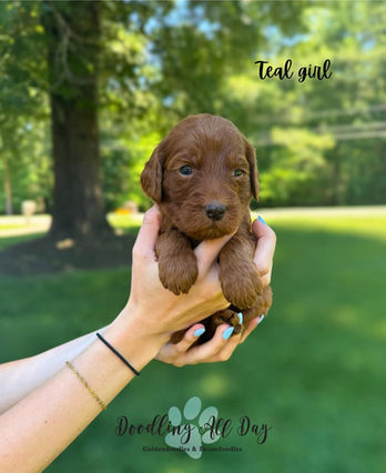 Female Goldendoodle Puppy Available For Sale in North Carolina