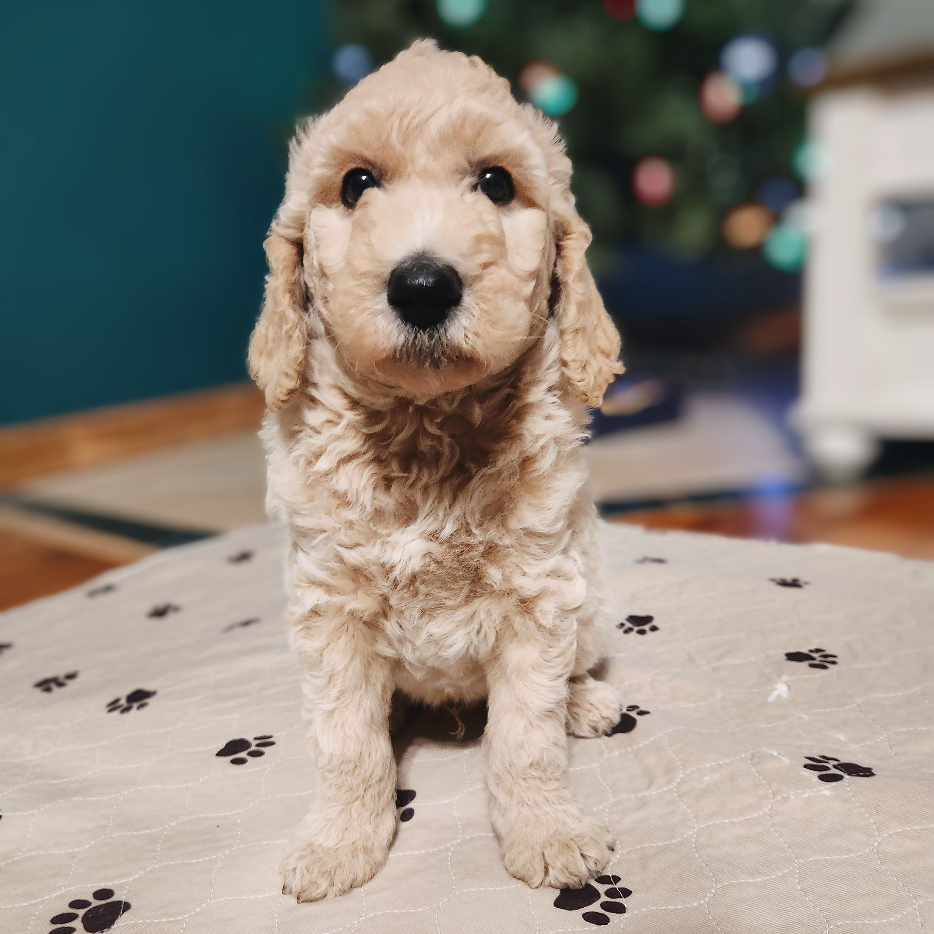 Aussiedoodle puppy