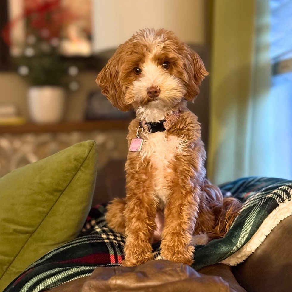 micro mini red goldendoodle female