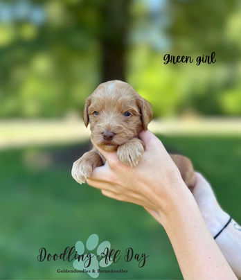 Female Mini Goldendoodle Puppy Available For Sale in North Carolina