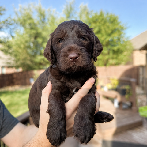goldendoodle puppies for sale in texas