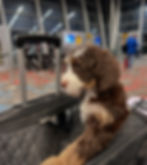 Bernedoodle puppy traveling through an airport in a carrier, showcasing the confident temperament and early socialization provided by a family-focused breeder