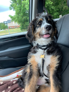 Penelope