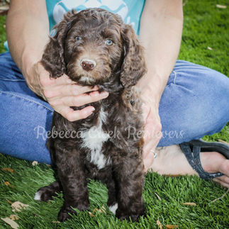 Aussiedoodle puppy brown and white