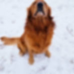 red golden retriever sitting in the snow looking at the camera with eyes closed and mouth closed shut