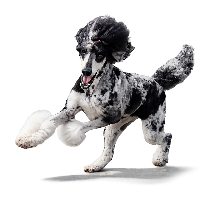merle standard poodle running