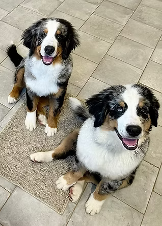 Two smiling unfurnished tricolor Bernedoodles sit side by side on a tiled floor, showing their smooth facial coats and Bernese Mountain Dog–like appearance.