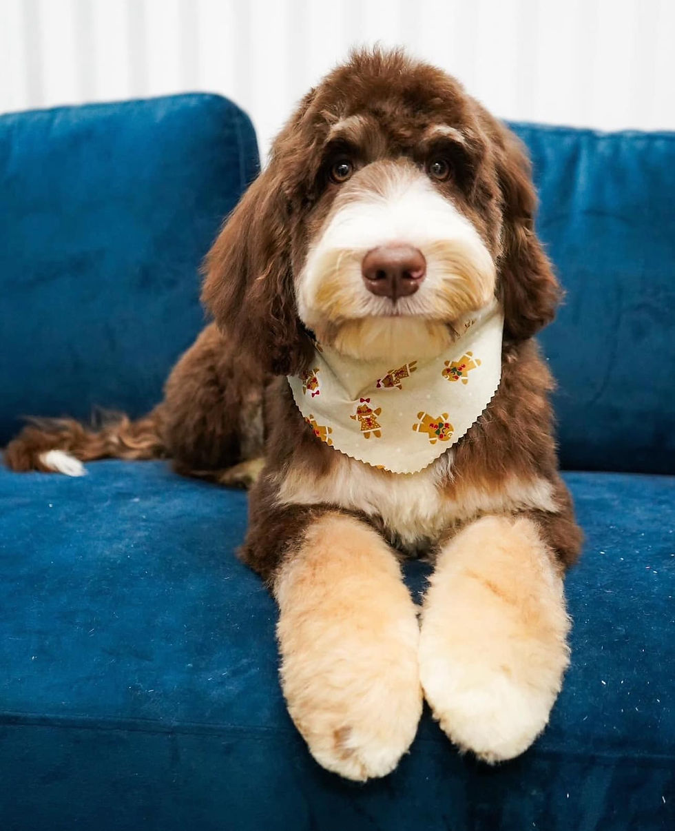 Chocolate tricolor Bernedoodle with striking markings and a teddy bear face, showcasing the affectionate, family-friendly temperament of the breed