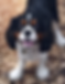 Health-tested Cavalier King Charles Spaniel stud with a traditional tricolor coat, proven Cavapoo sire from a responsible Wisconsin breeding program focused on temperament, structure, and genetic health.