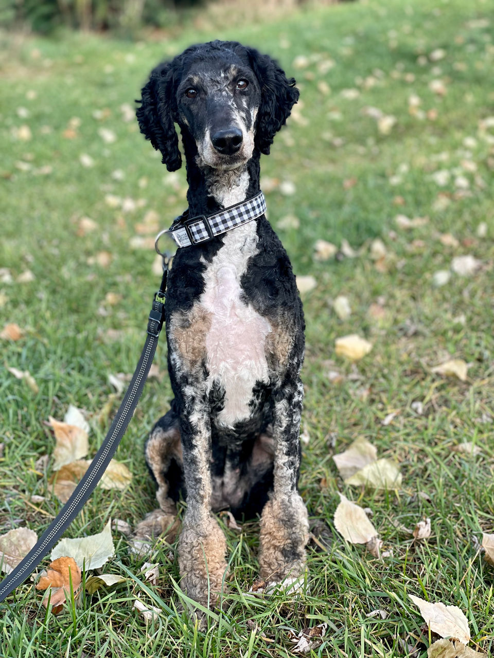 Small Standard Poodle, Merle Abstract
