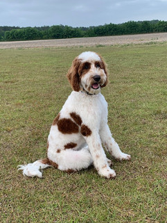 Dixie