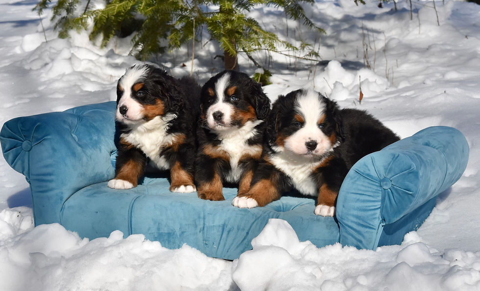 Bernese Mountain Dog puppies from a current litter at Bernese Boutique, family-raised Bernese Mountain Dog puppies for sale in Wisconsin with traditional tricolor coats and European bloodlines.