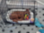 Goldendoodle puppy resting comfortably in a crate with enrichment toys, demonstrating early crate training and puppy preparedness for life in a new home